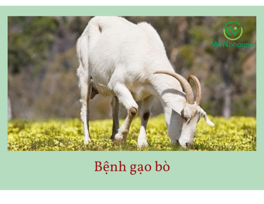 bệnh gạo bò