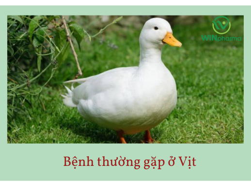 Bệnh thường gặp ở vịt