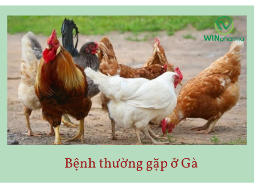 Bệnh thường gặp ở gà