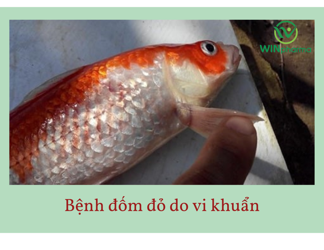 bệnh thường gặp trên cá