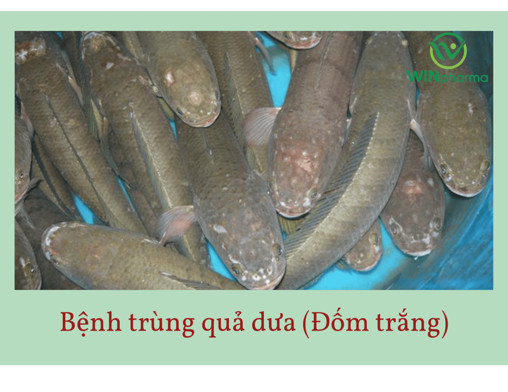 Bệnh đốm trắng 