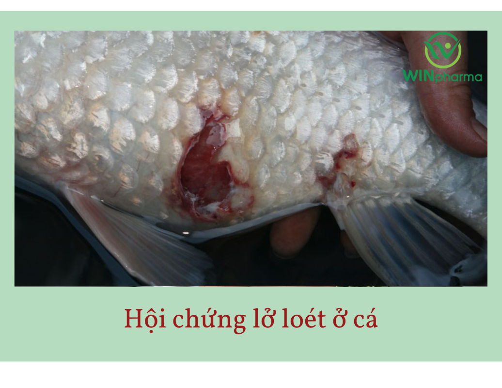 Hội chứng lở loét ở cá