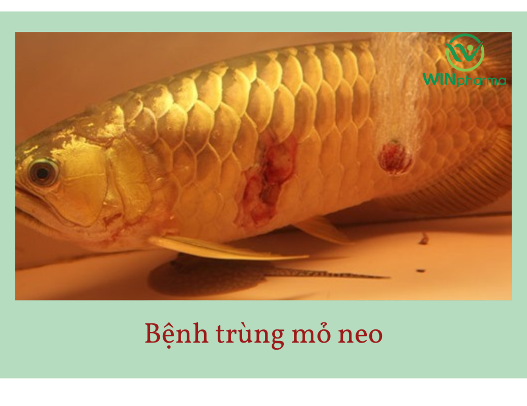 Bệnh trùng mỏ neo