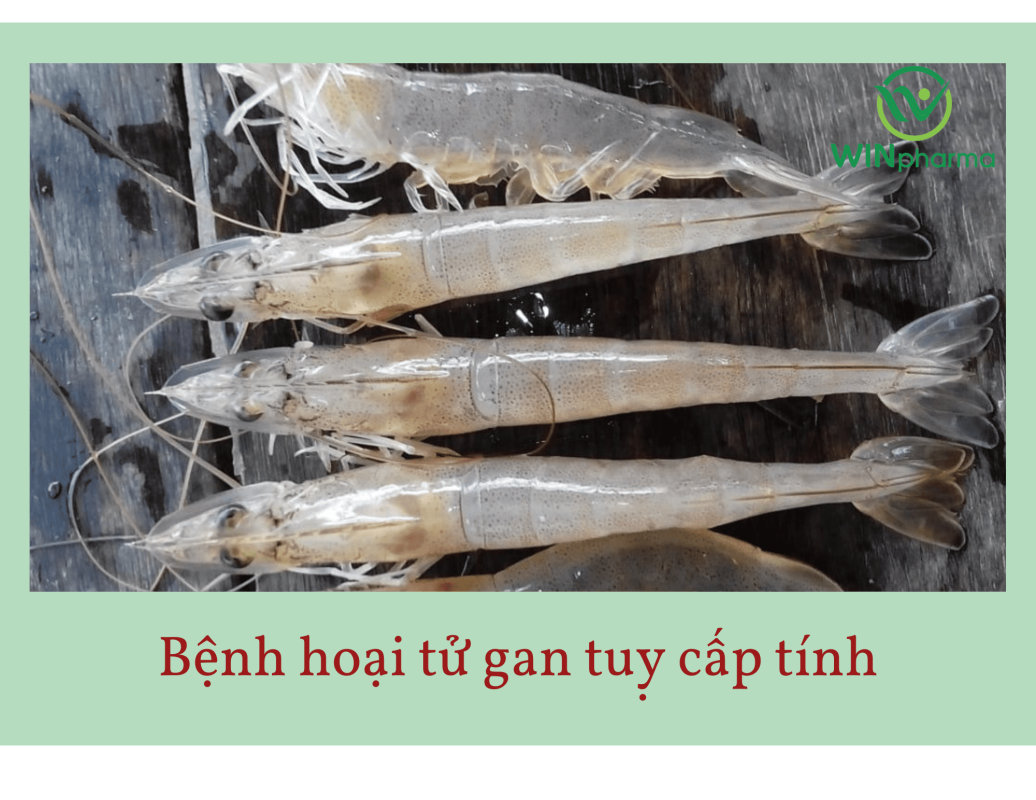 Bệnh hoại tử gan tuỵ cấp tính