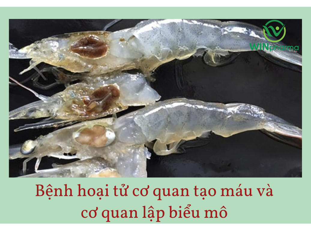 Bệnh thường gặp trên tôm