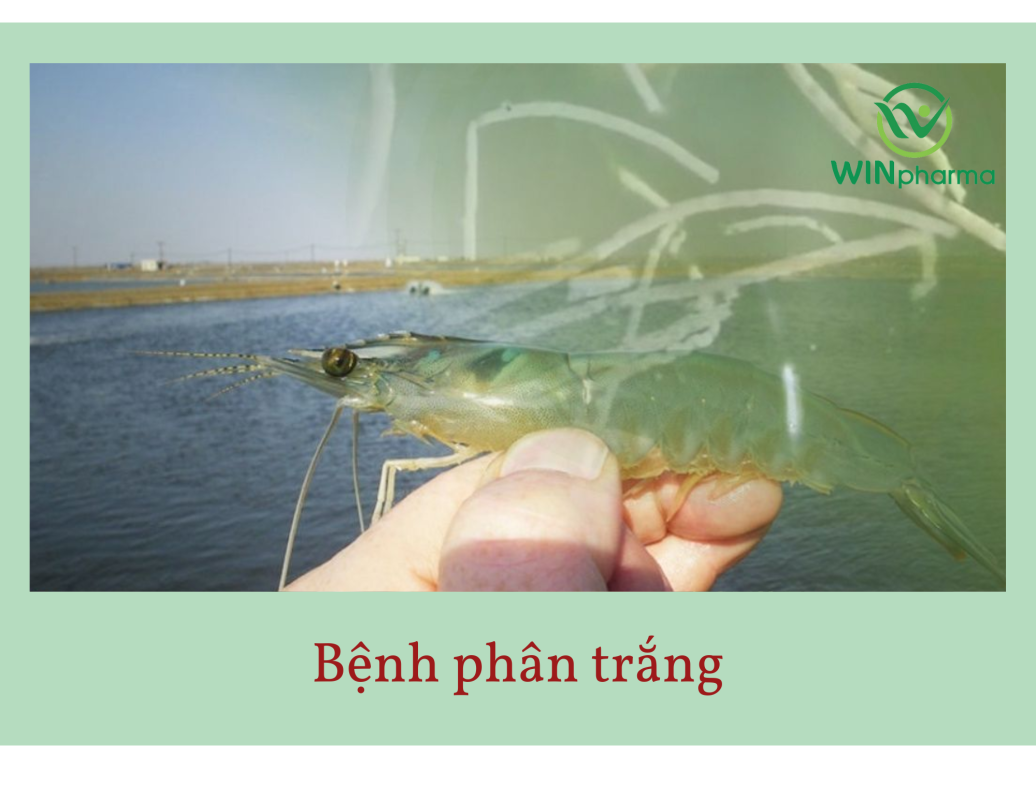 bệnh phân trắng