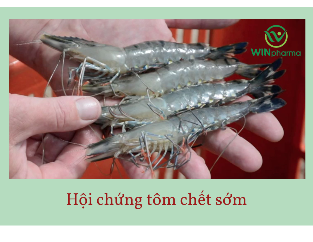 Hội chứng tôm chết sớm