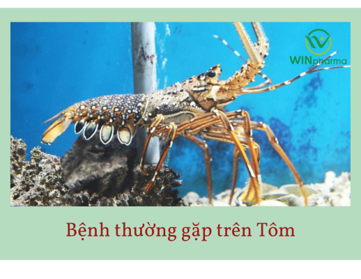 bệnh thường gặp trên tôm