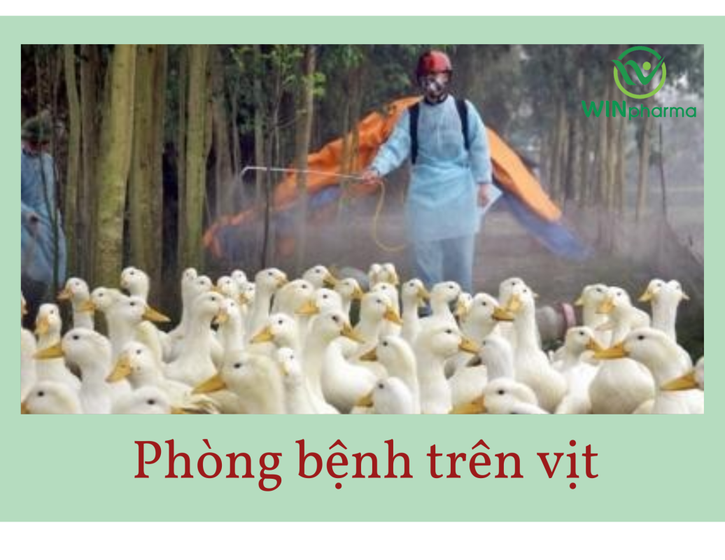 bệnh thường gặp ở vịt