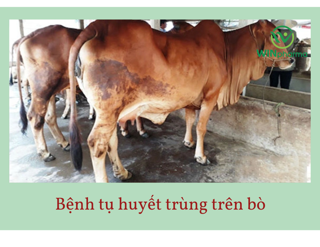 bệnh thường gặp trên trâu bò