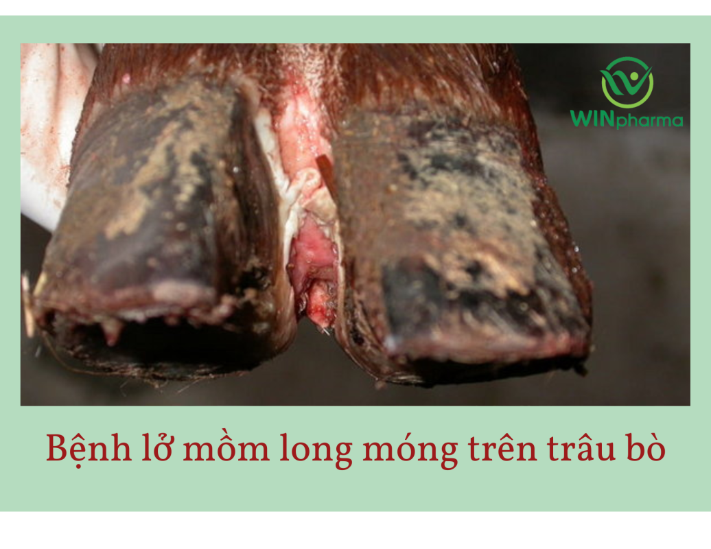 Bệnh lở mồm long móng