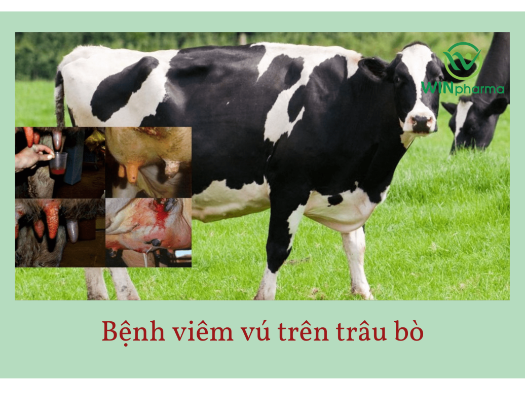 bệnh viêm vú