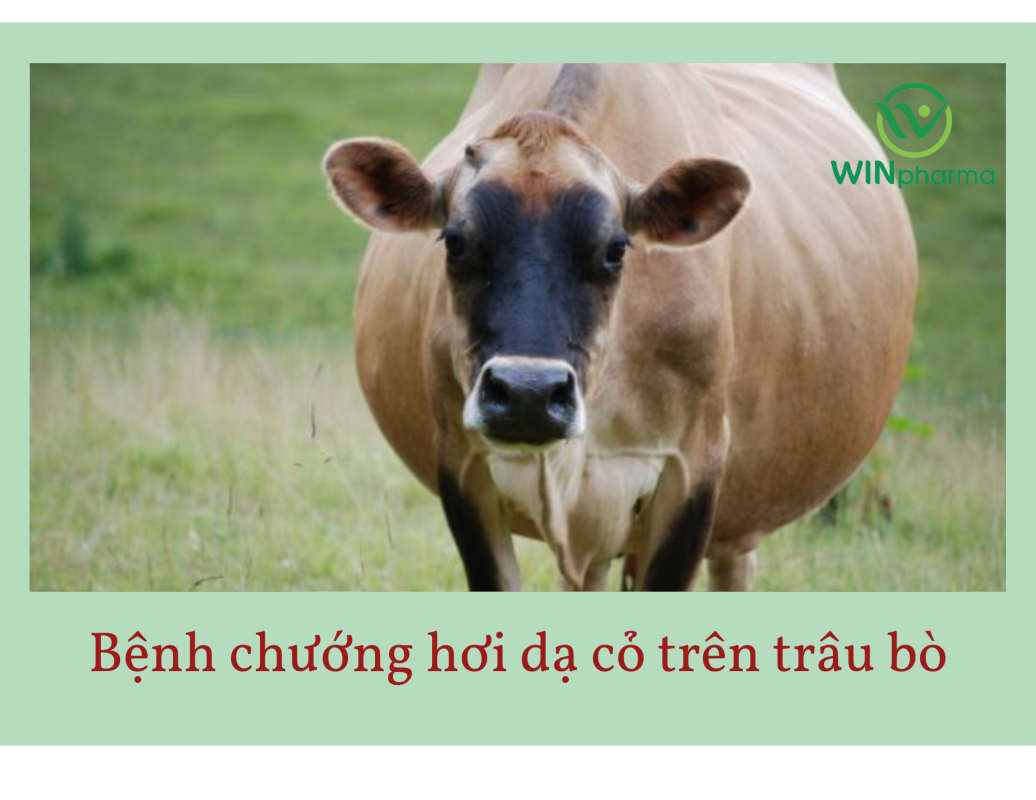 Bệnh chướng hơi dạ cỏ