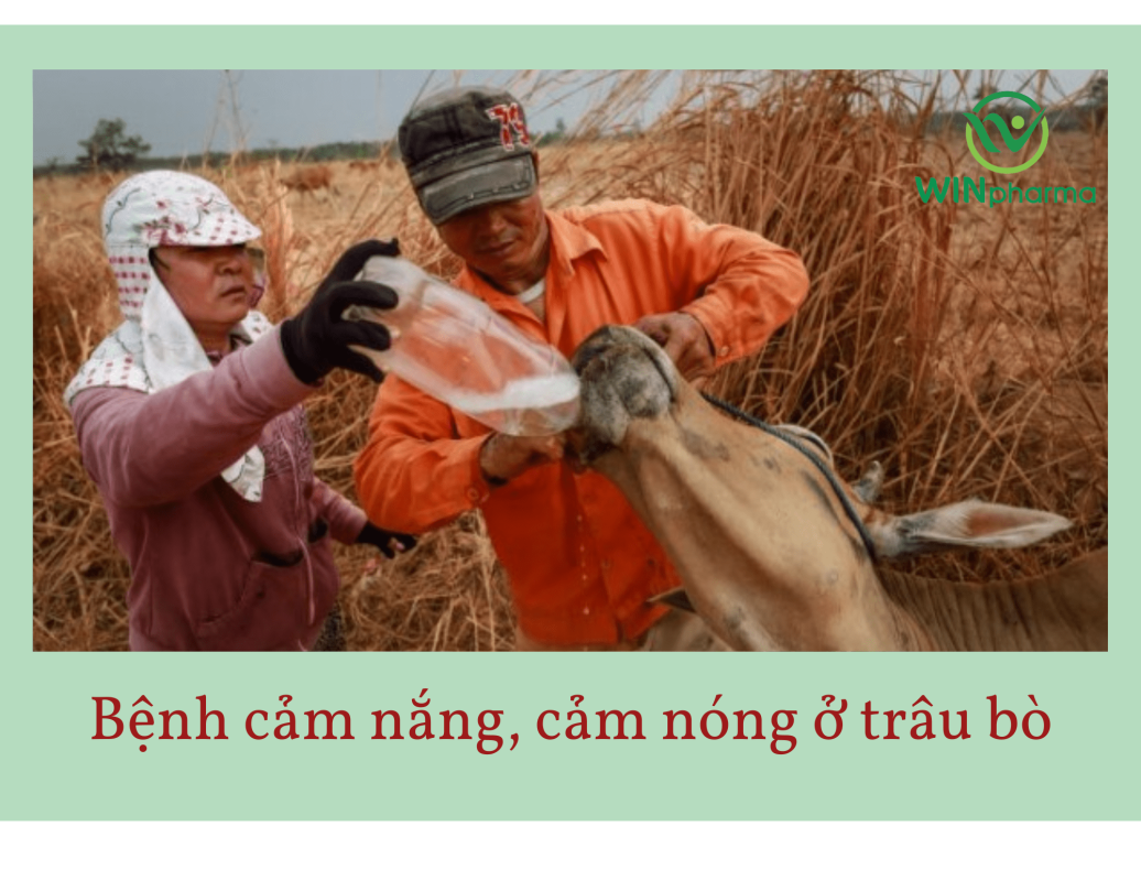 bệnh cảm nắng ở trâu bò