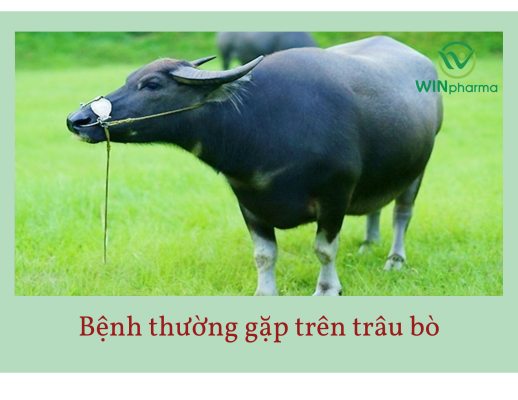 Bệnh thường gặp trên trâu bò