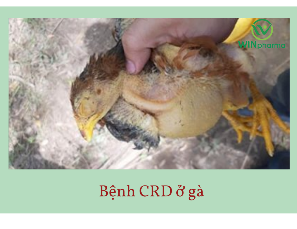 Bệnh crd