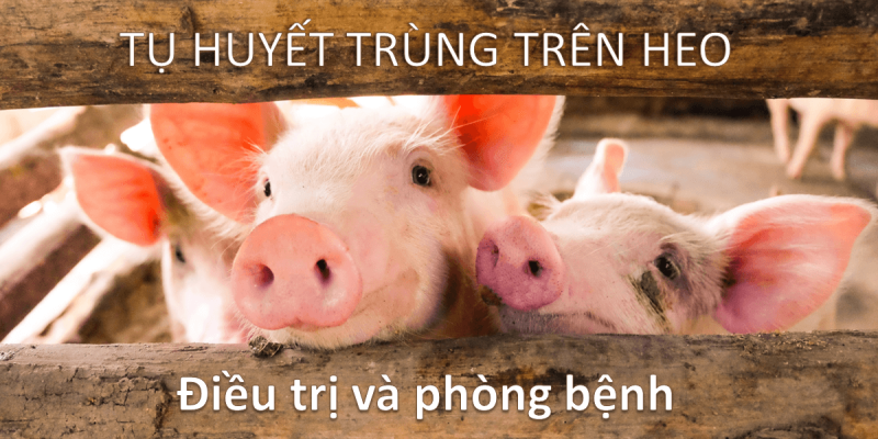 bệnh tụ huyết trùng