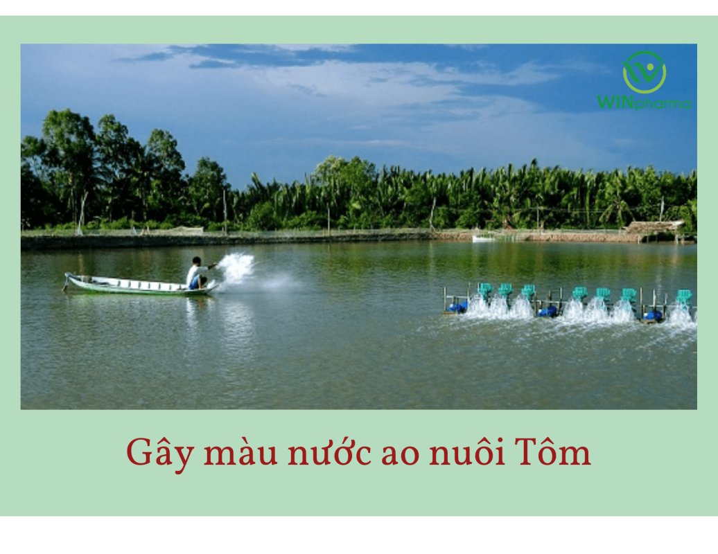 nuôi tôm nước ngọt