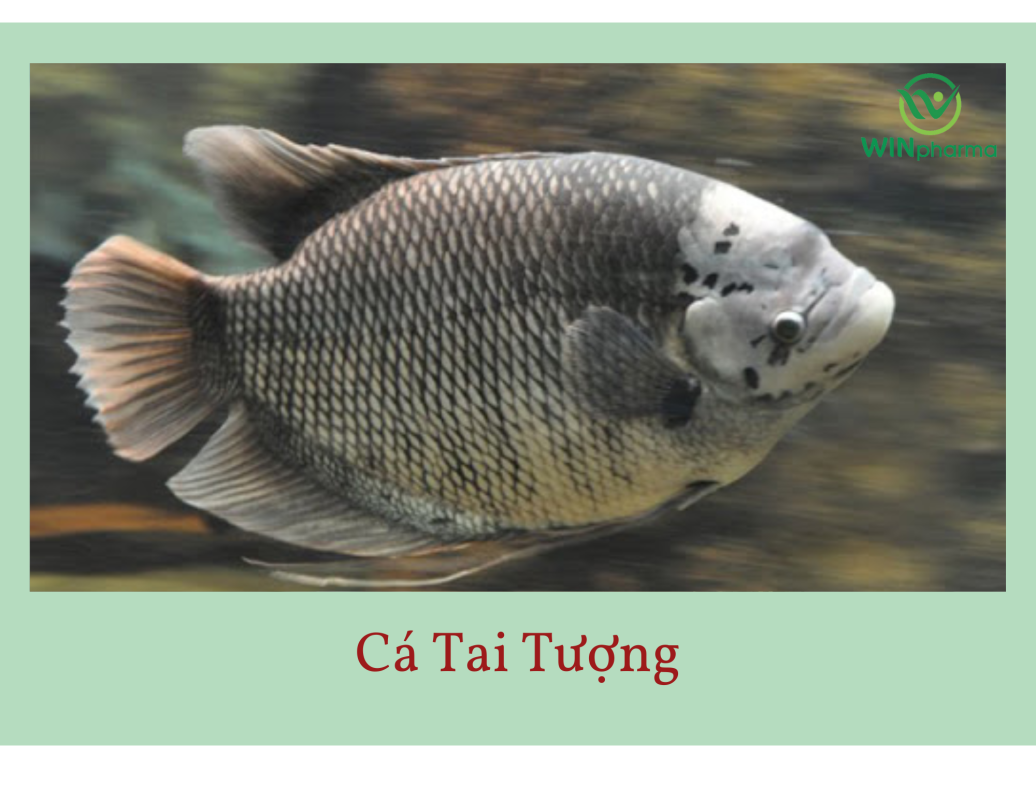 cá tai tượng