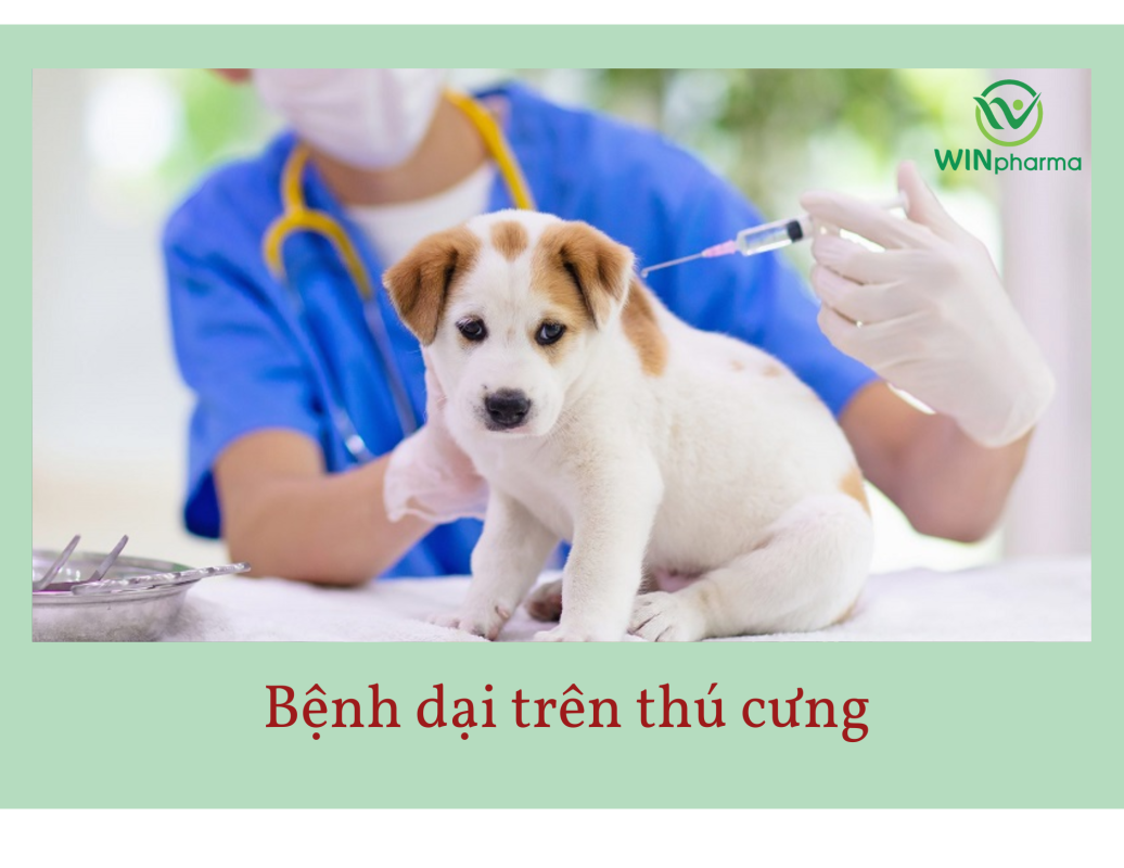 bệnh dại trên thú cưng