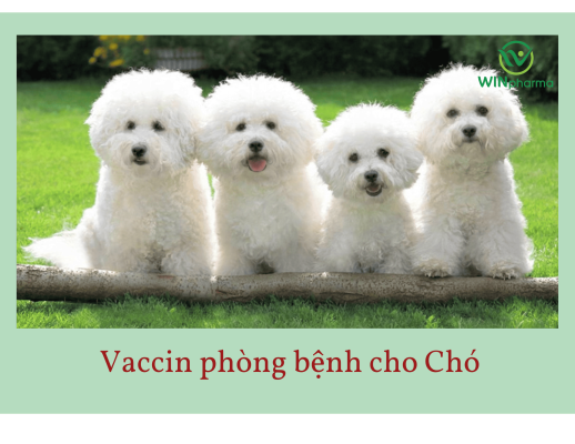 vaccin cho chó