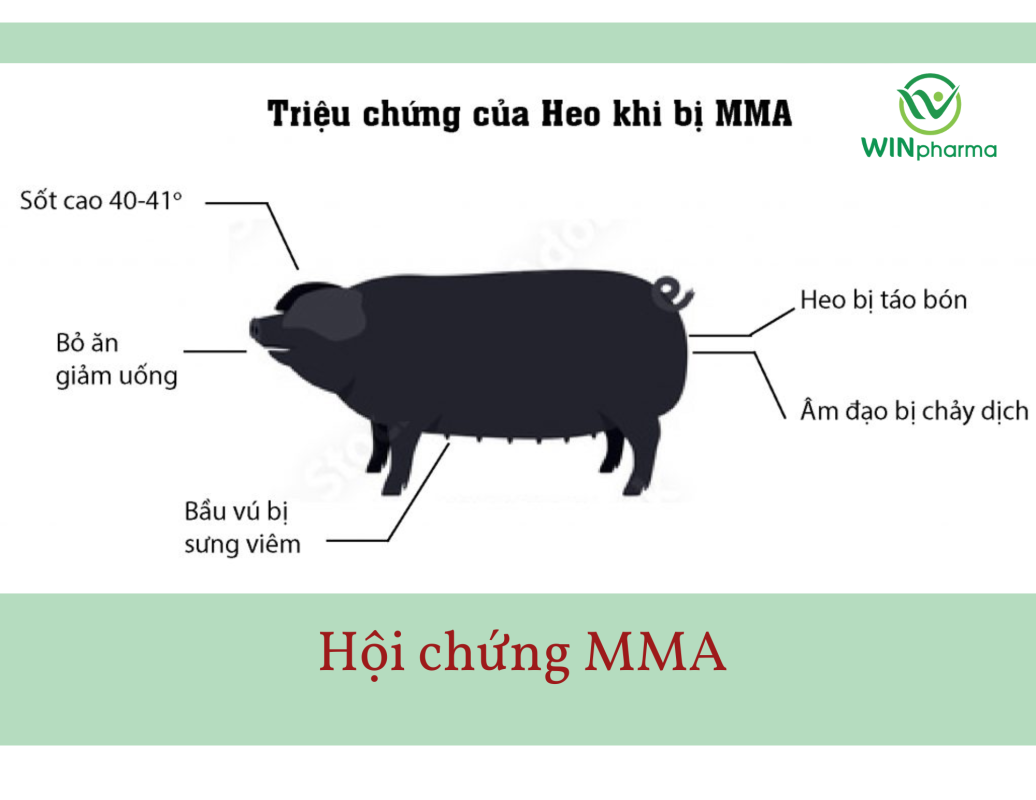 Hội chứng mma
