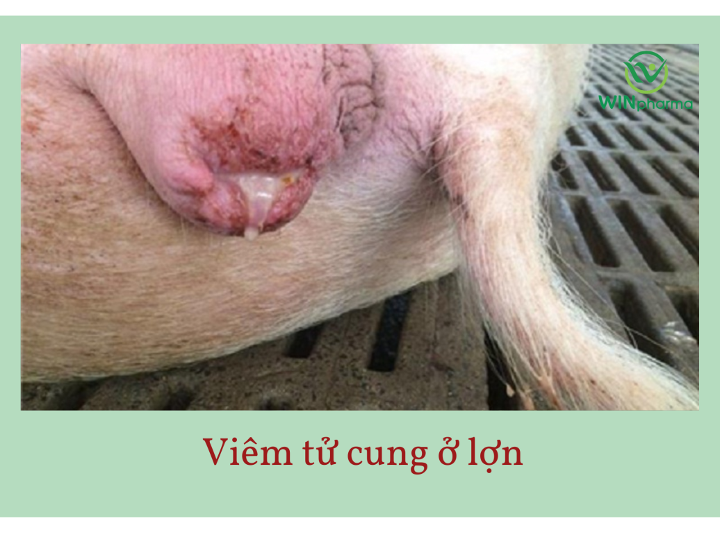 Viêm tử cung ở lợn