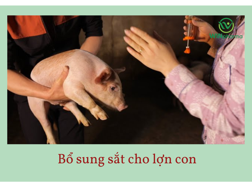 bổ sung sắt cho lợn con theo mẹ