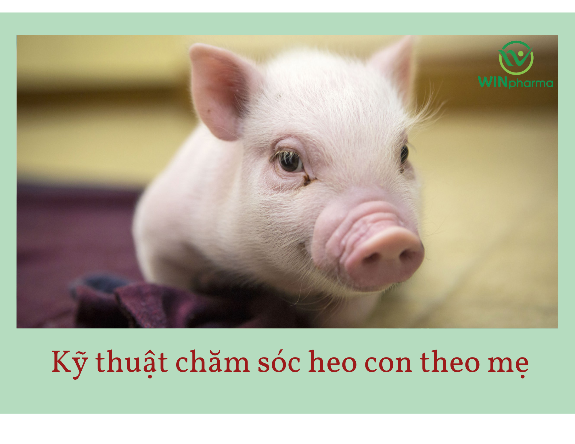 HEO CON THEO MẸ DỄ MẮC TIÊU CHẢY HÔ HẤP DO NHIỄM E COLI LIỆTOSPIRA VÀ VIRUS