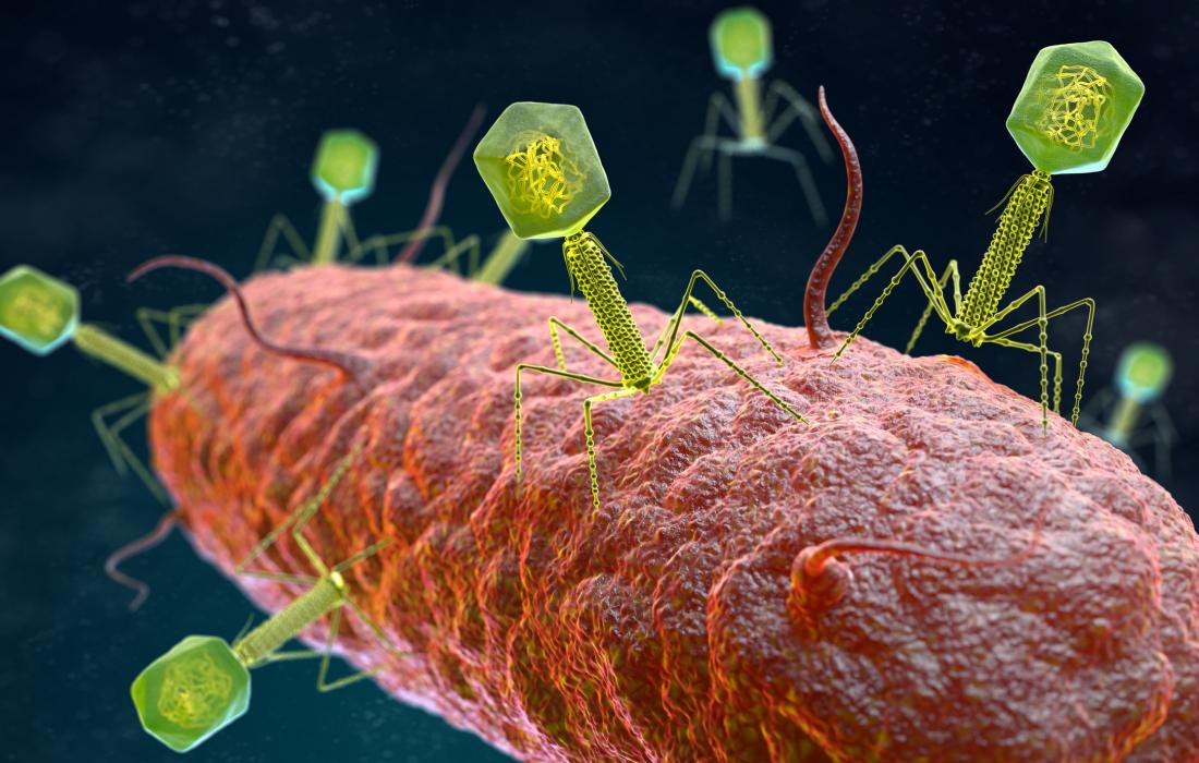 GIẢI PHÁP THAY THẾ KHÁNG SINH BACTERIOPHAGE 